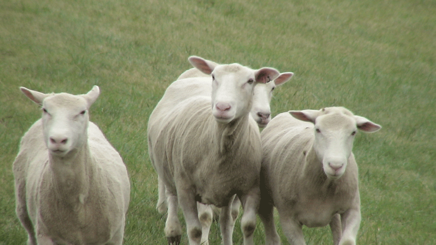 sheep-at-Kingston-sheepdog-trials