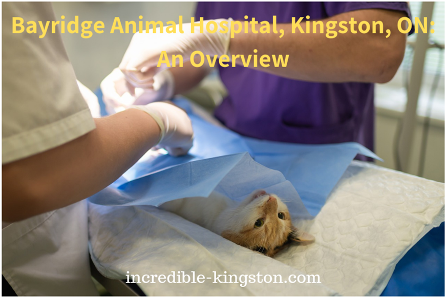 bayridge animal hospital, kingston