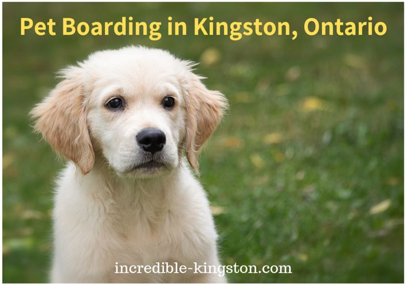 pet boarding in kingston, ontario