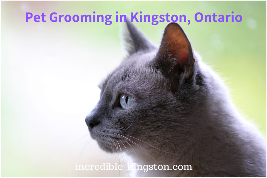 pet grooming in kingston, ontario