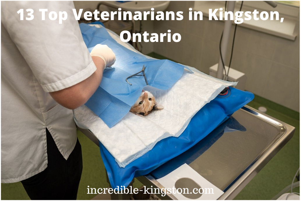 veterinarians in Kingston, Ontario
