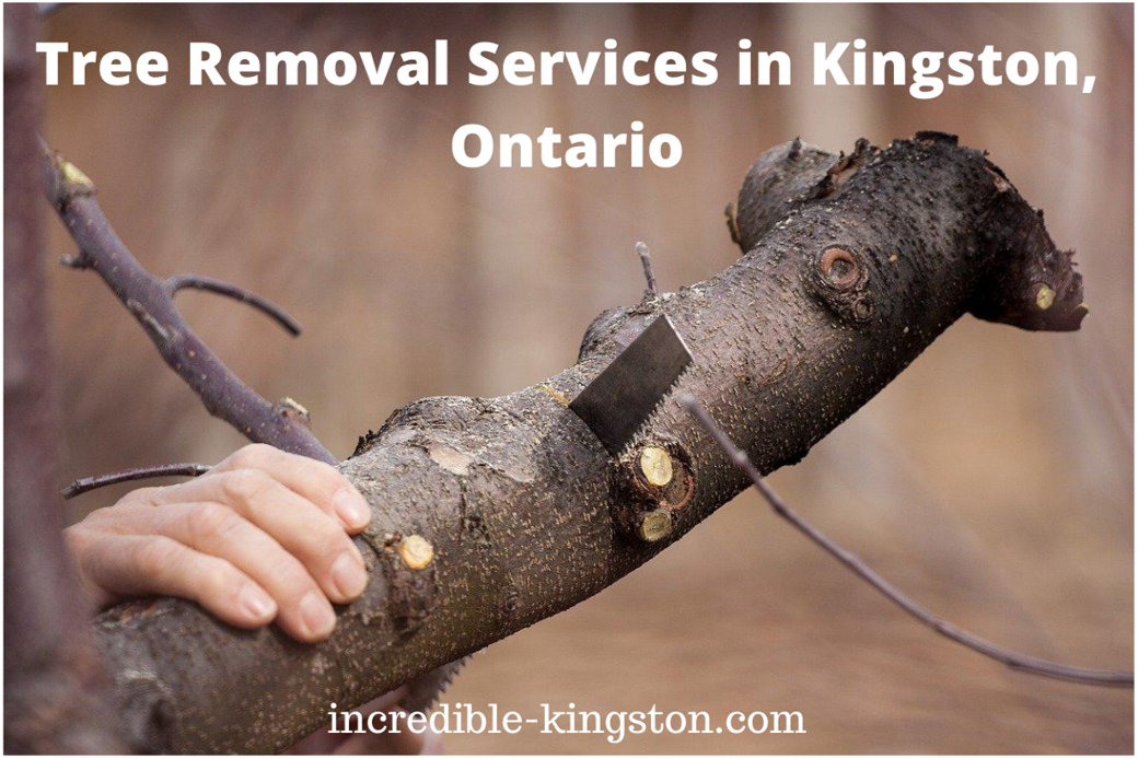 Tree Removal Services in Kingston, Ontario